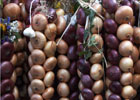<< Zwiebelnmarkt Huttwil >>